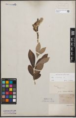 Foto von Salix cinerea L.